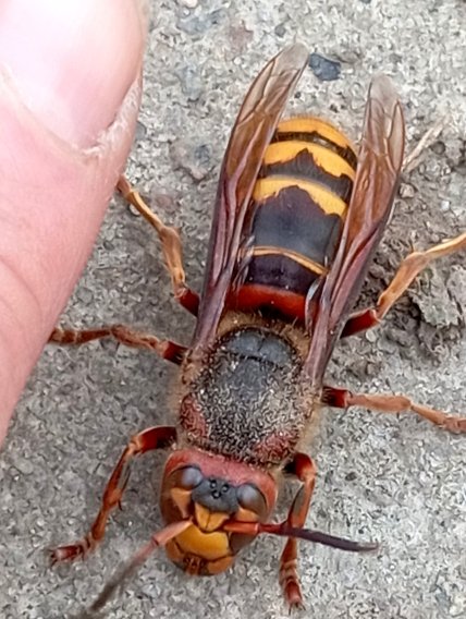 Шершень на дорозі