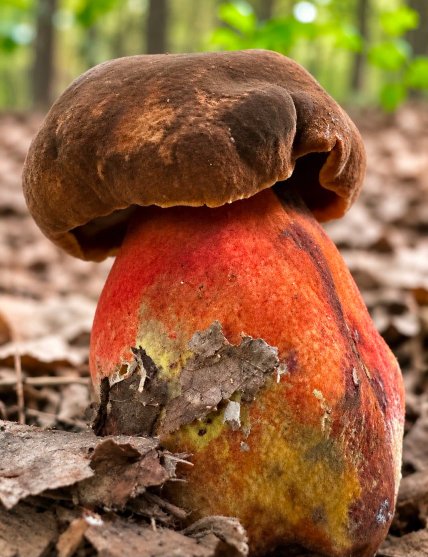 Боровик зернистоногий (Neoboletus luridiformis)