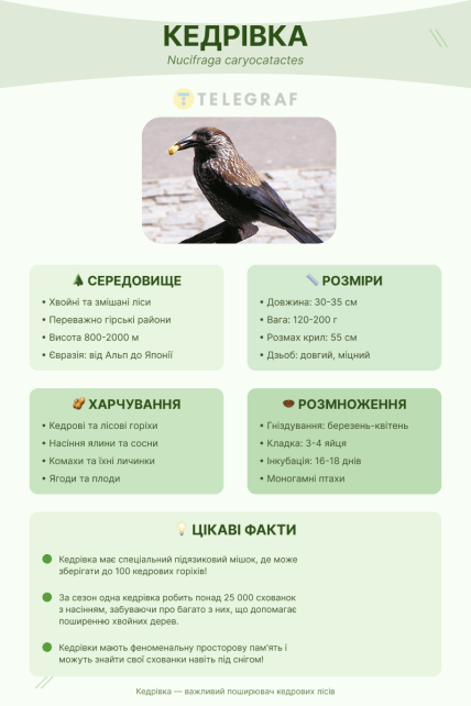 Інфографіка факти про кедрівку