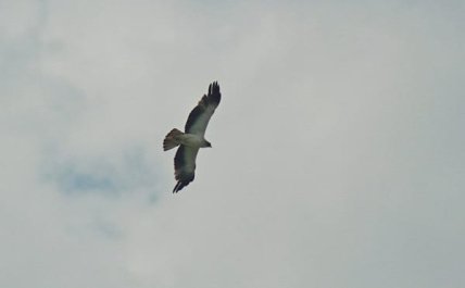 Орел-карлик в полете, фото Виктора Севидова