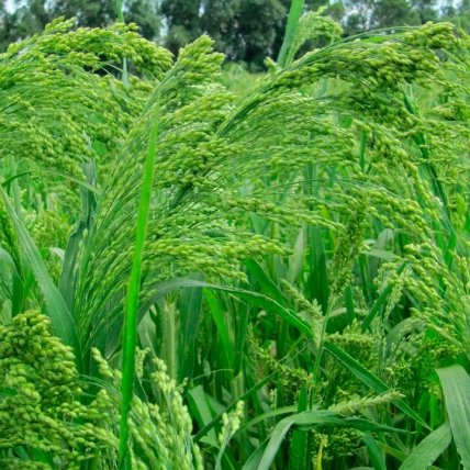 Просо посевное