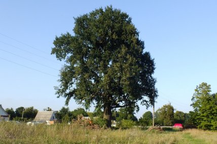 Старинный дуб в деревне Наливайковка