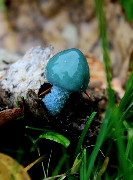 Строфарія синьо-зелена