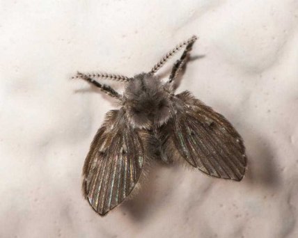 Канализационная муха мохнатая