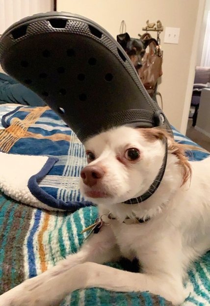 Животные с кроксами