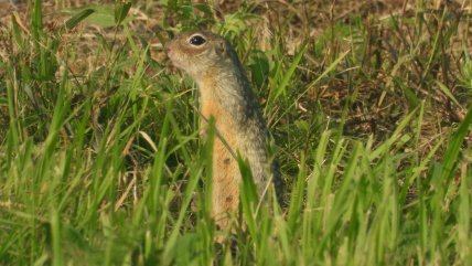Крапчатый суслик