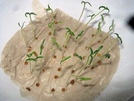 Як пророщувати насіння перцю