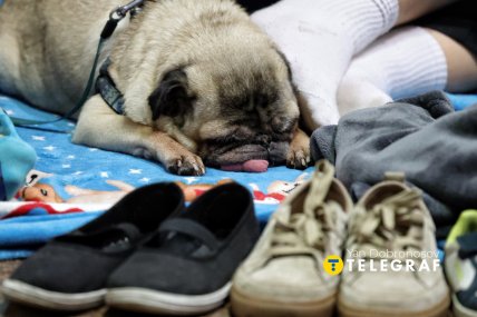 Собака в метро во время тревоги