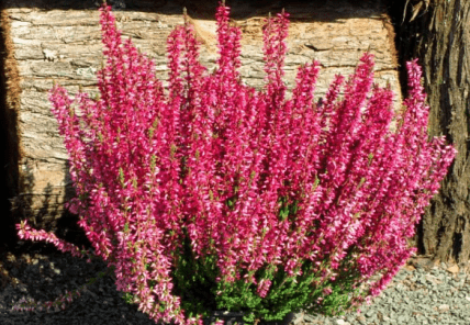 Рослина Еріка, коли цвіте і як виглядає