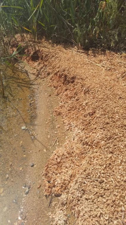 Мор креветок под Одессой