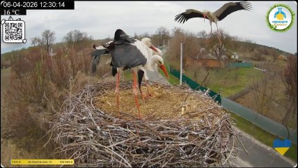 Лелеки Лель та Одарка у гнізді. Грицик підлітає