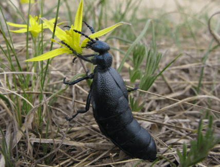 Жук майка, самець