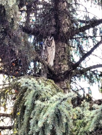 Сова в Мариуполе