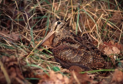 Вальдшнеп или лунка в природной среде