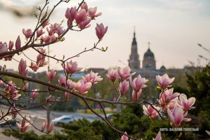 Магнолія у Харкові
