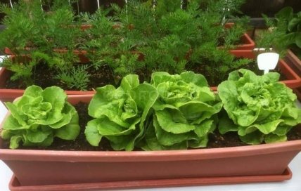 Кочанный салат и зелень растет на подоконнике даже зимой