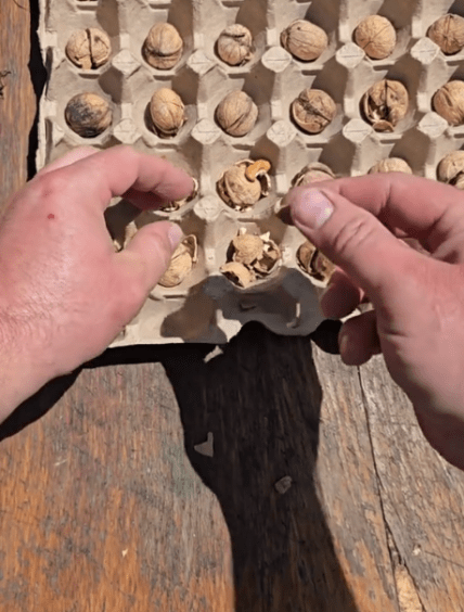 Как почистить орехи быстро