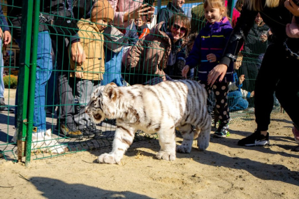Тигренок на рынке Барабашово