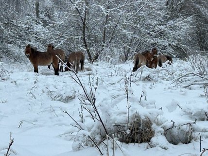 Кінь Пржевальського