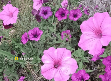 Петунія – обов’язковий атрибут рожевого саду