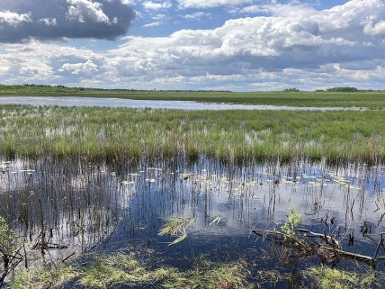Ольманські болота