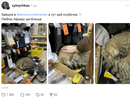 Кіт в Аврорі в Луцьку