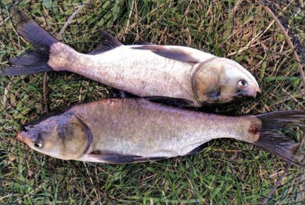 Рыба толстолоб