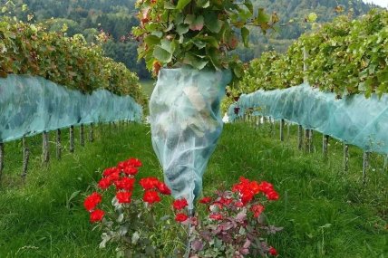 виноград троянда