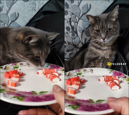 Коты не хотят есть крабовые палочки ни из АТБ, ни из Сильпо