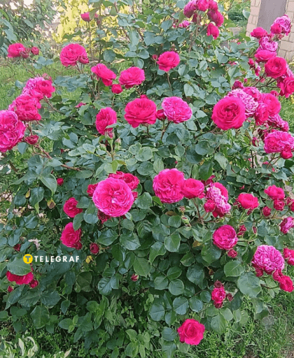 Роза флорибунда Леонардо Да Винчи активно дает базальные побеги