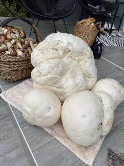 Гриб-дождевик что известно