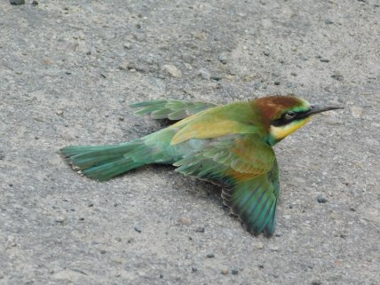 Бджолоїдка звичайна пташеня у Полтавській області, щурка