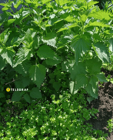 Мокрица устроилась в тени крапивы