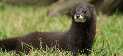 Норка европейская