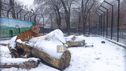 Тигри раді снігу