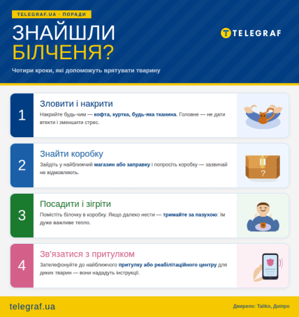 Что делать, если обнаружили бельчонка  — инфографика