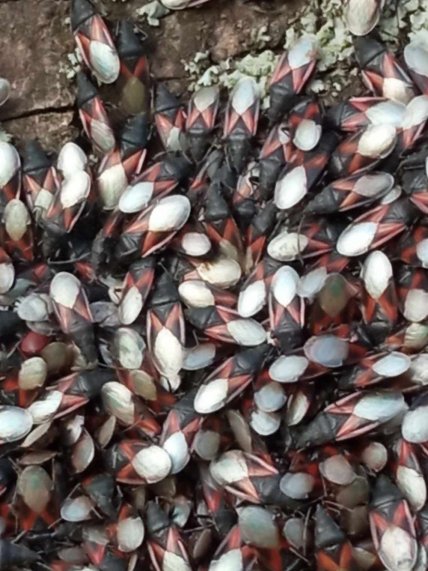 Липовий клоп