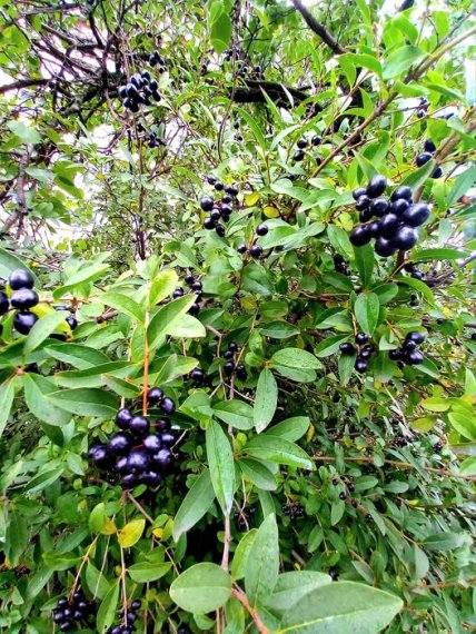 вовчі ягоди чорні