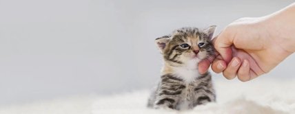 Маленький котенок
