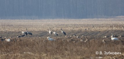 Журавль серый, как выглядит