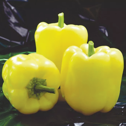 Болгарський перець Мадонна