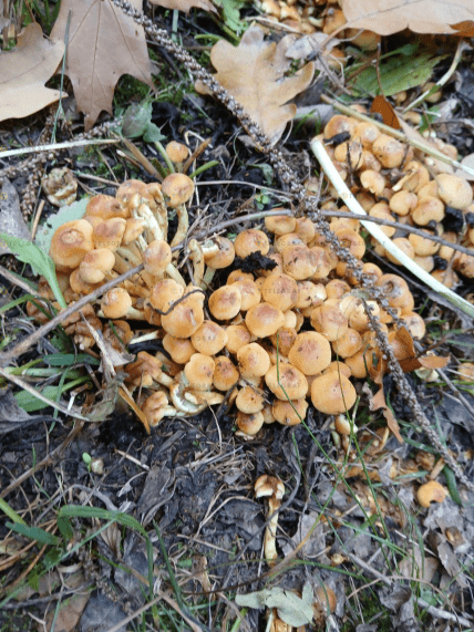 Колонія несправжнього отруйного опенька