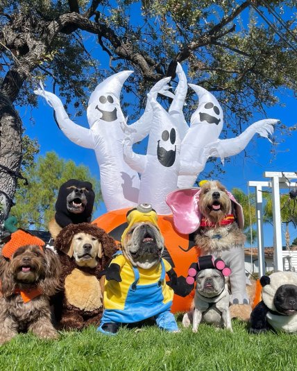 Роско на костюмованому святі для собак