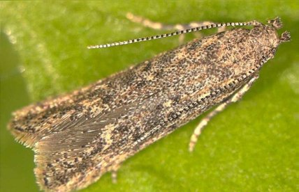 Томатная минирующая моль или томатная муха вблизи