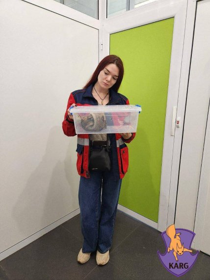 Змея, найденная в лесу в Броварах