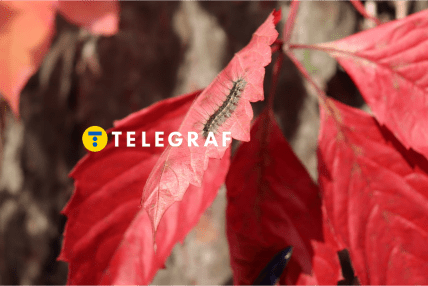 Гусінь американського білого метелика на виноградному листі