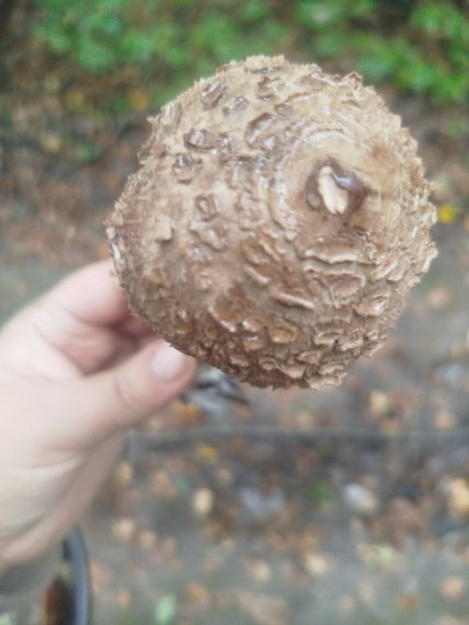 Гриб-парасолька