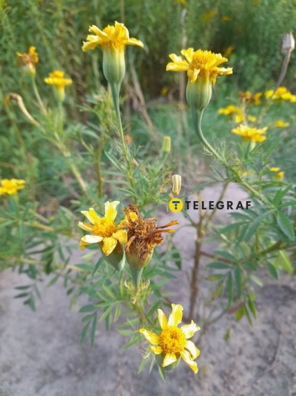 Слизни лакомятся даже бархатцами на клумбах