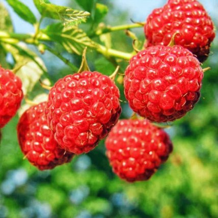 Малина Октавія