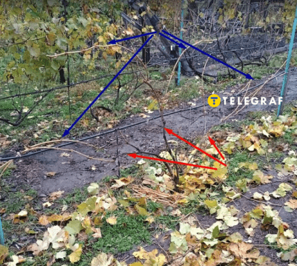 Як правильно обрізати виноград, схема на фото